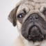 Banner dogs - NewsNN.Ru