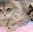 4697ad962a94a63d369d0f88125a4f92 - NewNN.Ru
