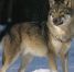 wolf-725388_1280 - NewNN.Ru