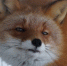 17141_1520626863 - NewNN.Ru