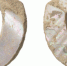 Trenches-Okinawa-shell-fishhook - NewNN.Ru
