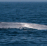 extra_large-1522057648-blue-whale - NewNN.Ru