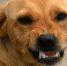 %d1%81%d0%be%d0%b1%d0%b0%d0%ba%d0%b0 - NewsNN.Ru