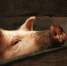 Animals pigs wildlife nose skin head pig fauna mammal vertebrate close up macro photography snout domestic pig pig like mammal 114440 - NewsNN.Ru
