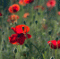 Poppies 384926 960 720 - NewsNN.Ru