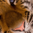 Nature wilderness animal wildlife wild environment 780075 pxhere.com - NewsNN.Ru