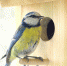 Blue tit 4024591 960 720 - NewsNN.Ru