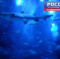 Из-за глобального потепления рыба становится все более ядовитой - ГТРК Нижний Новгород