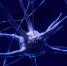 nerve cell 2213009 1920 - ННГУ