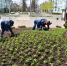 В Дзержинске начали высаживать цветы на городских клумбах - Нижегородская правда