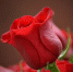 Как выбрать букеты цветов по их значению - Нижегородская правда