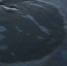 В акватории Оки заметили полосу из нефтяных пятен - Открытый Нижний