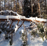 IMG_20220203_111112.jpg - Керженский заповедник