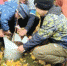 Новая грушевая аллея появилась в Нижнем Новгороде - Министерство спорта