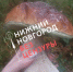 Гриб-гигант нашли нижегородцы в Кулебаках - фото 1 - vGorodeN.Ru