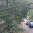 Более 10 деревьев повалил сильный ветер в Нижнем Новгороде - NewsNN.Ru