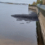 Площадь нефтяного пятна на Волге в Нижнем Новгороде достигла 100 кв. метров - Newsroom24.Ru