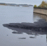 Что известно о разливе нефти в Нижнем Новгороде - NewsNN.Ru