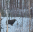 Численность лосей выросла на территории Керженского заповедника - фото 1 - vGorodeN.Ru
