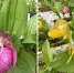 Rossiiskii centr cipripediumov sozdan na baze Botanicheskogo sada NNGU - ННГУ