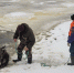 Двое лосей провалились под лед на Горьковском водохранилище - фото 1 - vGorodeN.Ru