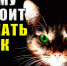 осокрбление кошек, убийство на автозаводе - Kriminalnn.Ru