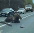 Лосиха погибла на трассе под Нижним Новгородом - фото 1 - vGorodeN.Ru