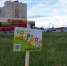 Луговые газоны продолжают создавать в Нижнем Новгороде - Время Н