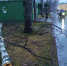 Ураган повалил деревья в нижегородском парке «Швейцария» - Сетевое издание Живем в Нижнем