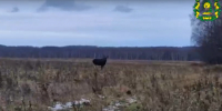 Встреча с робким лосем попала на видео в Нижегородской области - Нижегородская правда