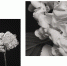 Выставка «Botanical reference» откроется в Русском музее фотографии - Время Н