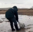Пятна в море: экологическое ЧП может погубить любимый курорт россиян - NewsNN.Ru