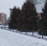 Нижегородцам рассказали, когда елочные базары откроются на самом деле - NewsNN.Ru