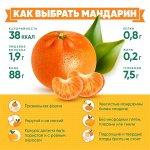 mandarin 2024