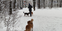 В Нижегородской области ввели обязательную регистрацию собак - ProGorodNN.Ru