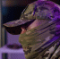 Нижегородский боец СВО ходит на задания с плюшевым котиком - фото 1 - vGorodeN.Ru