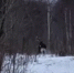 Лось убежал от госохотинспектора в лесу в Нижегородской области - Нижегородская правда
