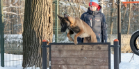Вопросы по организации занятий в школе «Юный кинолог» можно задать специалистам 31 января - Администрация г. Нижний Новгород