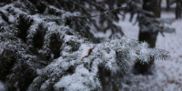 Небольшой снег и до −3°C ожидается в Нижнем Новгороде 4 февраля - Время Н