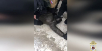 Рецидивист вымогал у нижегородки 5 млн рублей с помощью угроз и трупов - фото 1 - vGorodeN.Ru