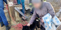 Сотрудники МЧС спасли провалившуюся в заброшенный колодец собаку в Володарске - Сетевое издание Живем в Нижнем