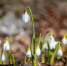 podsnezhniki i krokusy cvetut v botanicheskom sadu nngu - ННГУ
