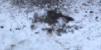 Пятеро жителей Нижегородской области оказались под судом за убийство лосей - ProGorodNN.Ru