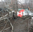 Дерево упало на несколько машин во дворе Нижнего Новгорода - НИА Нижний Новгород
