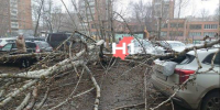 Дерево упало на несколько машин во дворе Нижнего Новгорода - НИА Нижний Новгород