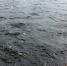 224 пассажира эвакуировали с теплохода в Кстовском округе - ИА Нижний сейчас
