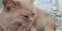 Бездомному коту Лёвушке ищут хозяев в Нижнем Новгороде - НИА Нижний Новгород