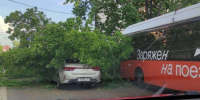 Дерево придавило машину и автобус на улице Ванеева в Нижнем Новгороде - НИА Нижний Новгород