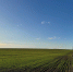 Около 1 тысячи гектаров озимых культур погибло в Нижегородской области - фото 1 - vGorodeN.Ru