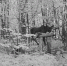 Лось в объективе фотоловушки - Министерство лесного хозяйства